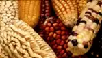 Corn (Onenhste) Festival – Sunday, August 24, 2025