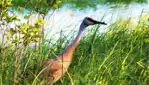 Lake Saint-François Wildlife Area - The Great Migrators