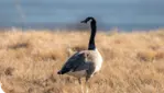 Lake Saint-François Wildlife Area - The Great Migrators