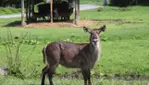 Parc Safari, Wilderness up close!