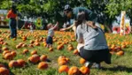 Citrouilleville, U-pick pumpkins, corn and straw maze, several photobooths!