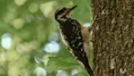 Forêt-la-Blanche Ecological Reserve