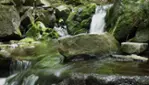 Forêt-la-Blanche Ecological Reserve