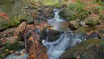 Forêt-la-Blanche Ecological Reserve