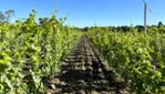Le Chat Botté Winery and Cidery - Tastings & Harvests
