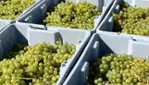 Le Chat Botté Winery and Cidery - Tastings & Harvests