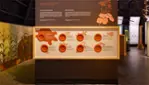 Huron-Wendat Museum