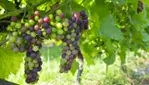 Cortellino Winery - A Corner of Italy in Montérégie