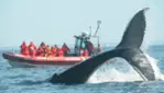 Vacances Essipit - Whale Watching Cruises & Sea Kayaking 