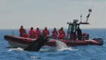 Vacances Essipit - Whale Watching Cruises & Sea Kayaking 