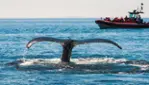 Vacances Essipit - Whale Watching Cruises & Sea Kayaking 