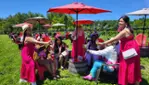 Gray Line Ottawa -  Wine and Cider Tour