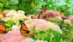 Jardins Michel Corbeil - Guided Tours - Activites
