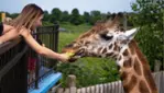 Parc Safari - Things to do at Parc Safari!