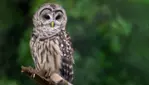 Zoo Ecomuseum - A zoo in Montreal