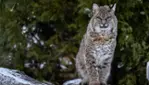 Zoo Ecomuseum - A zoo in Montreal