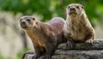 Zoo Ecomuseum - A zoo in Montreal
