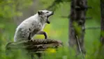 Zoo Ecomuseum - A zoo in Montreal