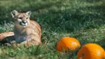 Halloween at Parc Safari