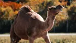 Halloween at Parc Safari