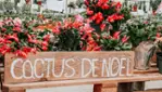 Le Cactus Fleuri - Christmas special : 20% - 50%