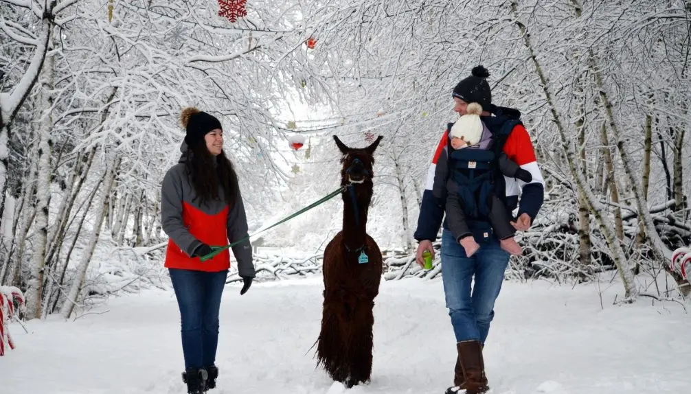 Alpagas du Domaine Poissant- Spring Break