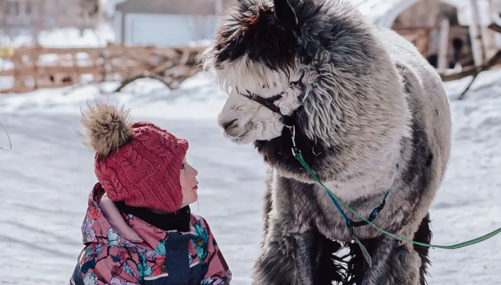 Alpagas du Domaine Poissant- Spring Break