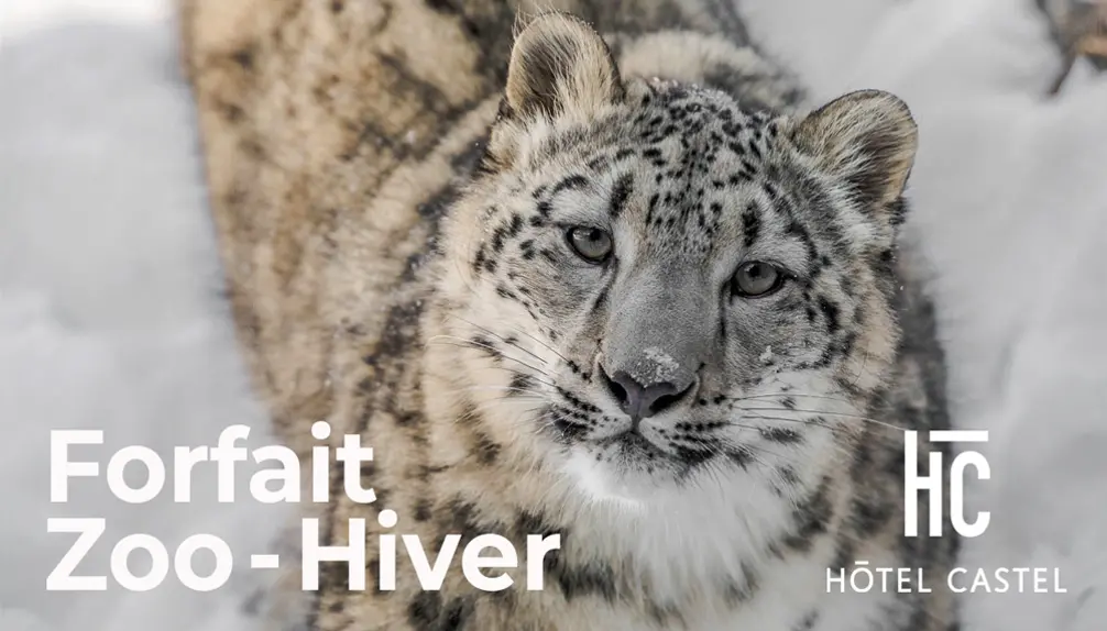 Winter Zoo Package - Hotel Castel