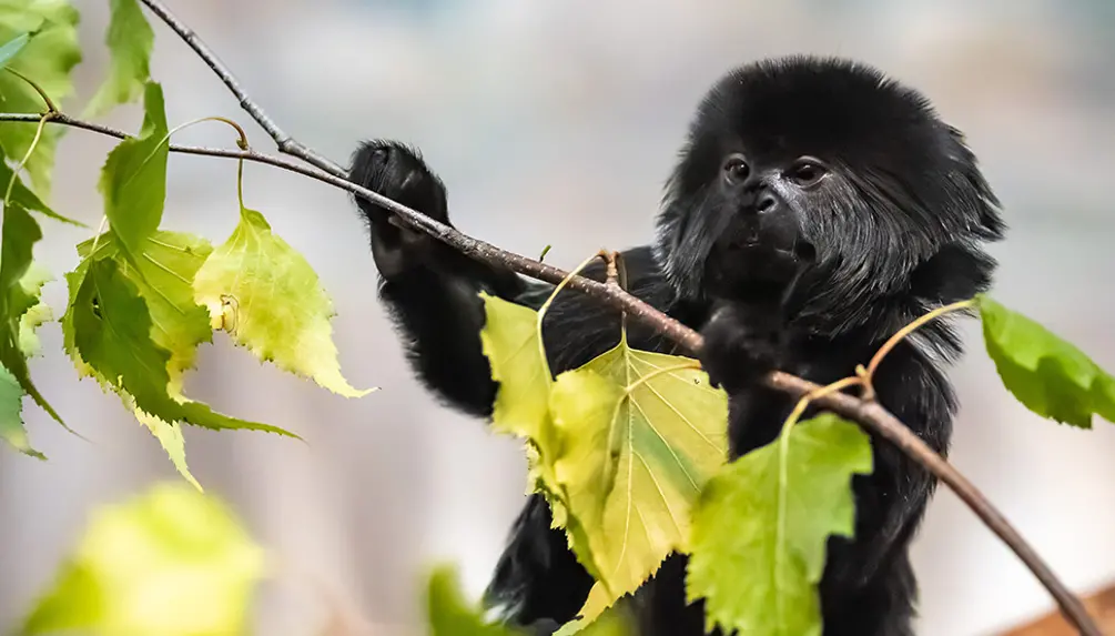 Granby Zoo: Québec’s largest family animal park