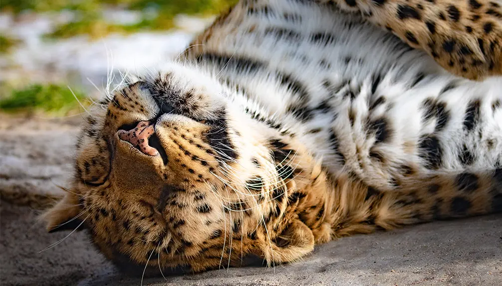 Granby Zoo: Québec’s largest family animal park