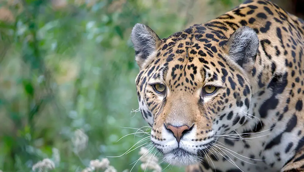 Hotel Castel, Granby Zoo Packages