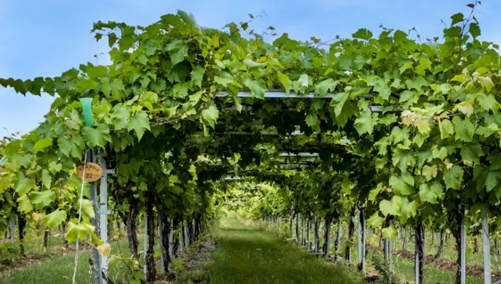 Cortellino Winery - A Corner of Italy in Montérégie