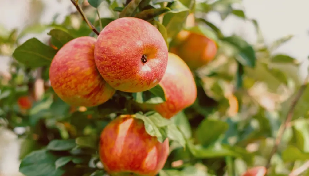 Verger Labonté: Organic Apple Picking and Family Activities Near Montréal