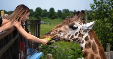 Parc Safari - Open year-round