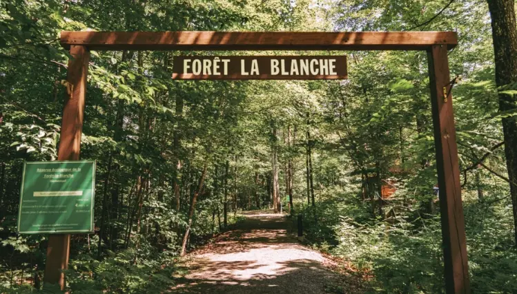 Forêt-la-Blanche: A Unique Ancient Forest in Québec