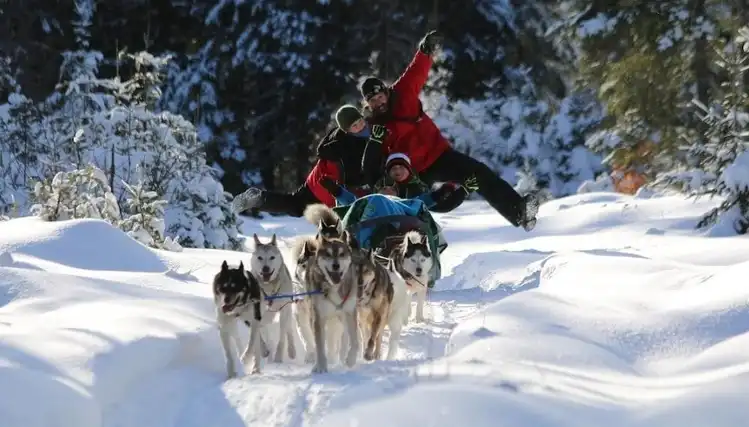 Alaskan Aventure Tremblant: Dogsledding Adventure