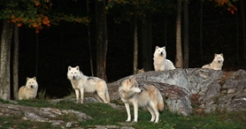 Sleep with the animals at Park Omega