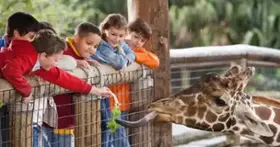 Parc Safari Winter: Felines, Féerie & Adventure