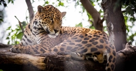 Granby Zoo