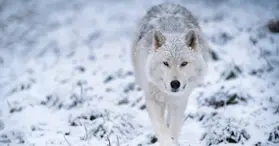 Zoo Ecomuseum - A zoo in Montreal