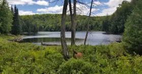 Forêt-la-Blanche Ecological Reserve