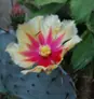 Cactus Fleuri Thumbnail 3