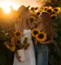 Sunflowers in Bloom - La Belle de Coteau-du-lac  Thumbnail 3